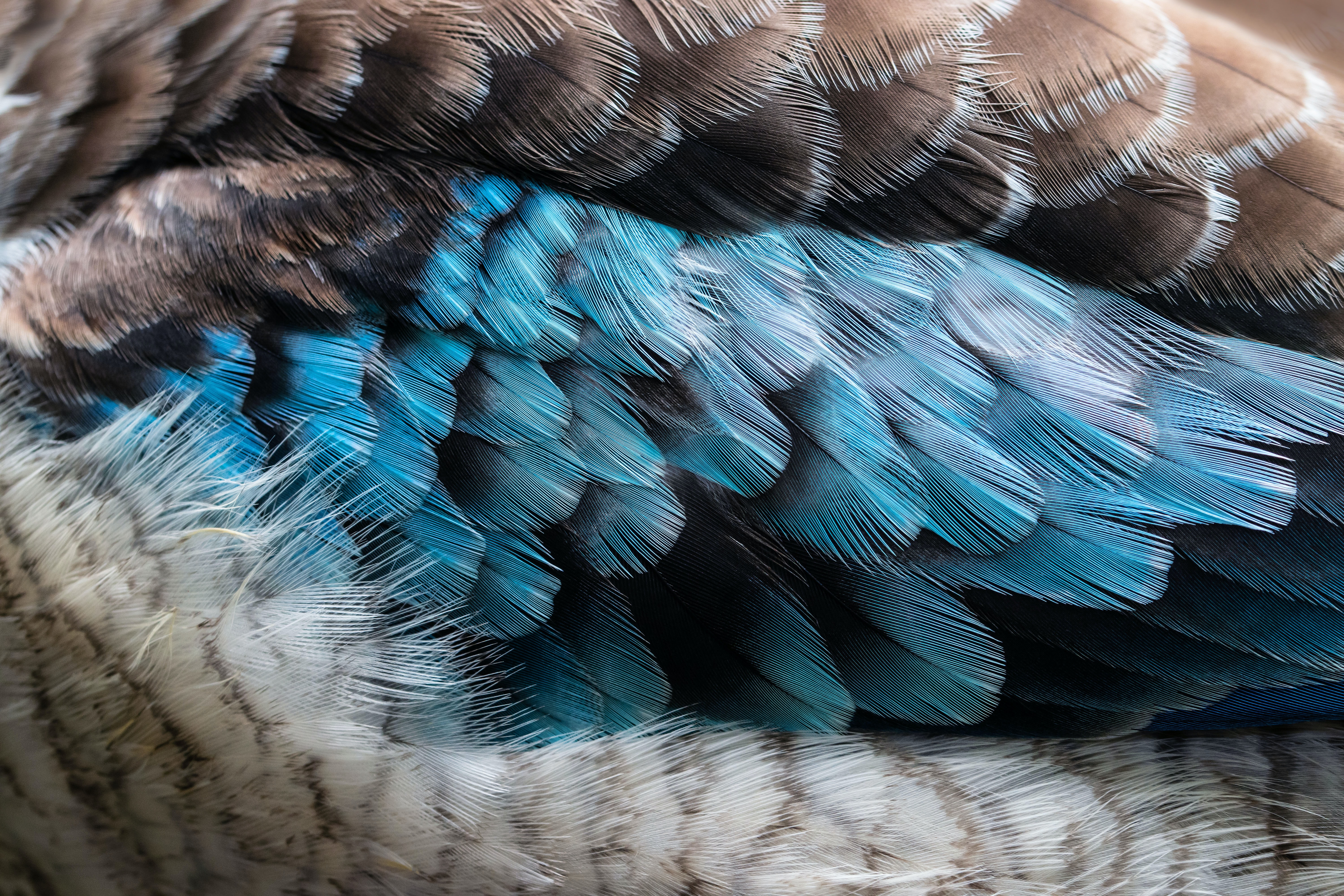 Close up of kingfisher's feather pattern